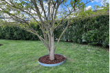 Bordure Tour d'arbre BorderStyle