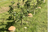Ollas 8 tailles au choix