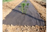 Paillis polypropylène noir en 100 M de longueur