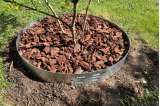 Bordure Tour d'arbre BorderStyle