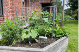 Tuteur plante grimpante H.150 ou 190 cm