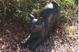 Statue Chat en Terrazzo Noir - H. 32 cm