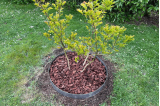 Bordure Tour d'arbre BorderStyle