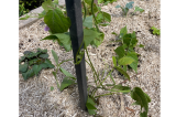 Tuteur plante grimpante H.150 ou 190 cm