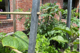 Tuteur potager H.100 ou 120 cm