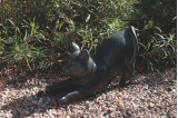 Statue Chat en Terrazzo Noir - H. 32 cm